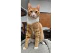 Adopt Nelson a Domestic Short Hair