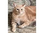 Adopt Bogie a Tabby