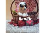 Bandit