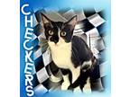 Adopt Checkers - Kuykendahl Petsmart a Tuxedo, Domestic Short Hair