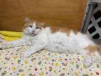 Adopt Fredy a Domestic Long Hair