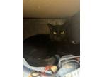 Adopt Tricycle a Domestic Short Hair