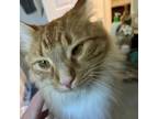 Adopt Mango - MISSING a Domestic Long Hair