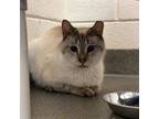 Adopt Jambalaya a Siamese