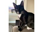 Adopt Carlton a Domestic Short Hair