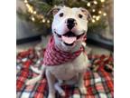 Adopt Ghost a Pit Bull Terrier