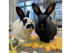 Adopt Ivo & Gustav (Bonded Brothers Pair) a Bunny Rabbit