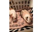 Adopt Charlie & Peanut a Short-Haired