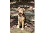 Adopt Blaz a German Shepherd Dog