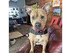 Adopt Luke a Mixed Breed