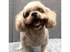 Adopt Mickey a Shih Tzu