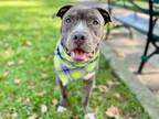 Adopt Garbanzo a Pit Bull Terrier