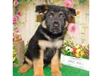 German Shepherd Dog Puppy for sale in Hammond, IN, USA