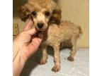 Poodle (Toy) Puppy for sale in Saint Hedwig, TX, USA