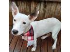 Adopt Alpine a Bull Terrier, Jack Russell Terrier