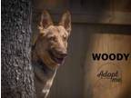 Adopt Woody 3066 a German Shepherd Dog