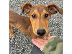 Adopt Wayne a Rhodesian Ridgeback, Mixed Breed