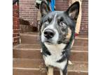 Adopt Yoshi a Siberian Husky, Australian Shepherd