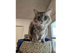 Adopt gizmo -cat a Maine Coon
