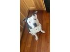 Adopt Joey a American Staffordshire Terrier, Pit Bull Terrier