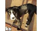 Adopt Sybil pup-Socks a Labrador Retriever, Mixed Breed