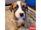 Adopt Sybil pup-Turp a Labrador Retriever, Mixed Breed