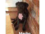 Adopt Sybil pup-Macho a Labrador Retriever, Mixed Breed