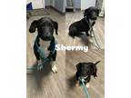 Adopt Shermy a Boxer, Black Labrador Retriever