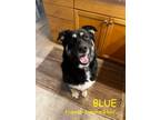 Adopt BLUE a Shepherd, Husky