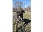 Adopt Dean a Labrador Retriever, Mixed Breed