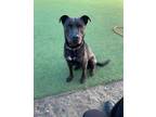 Adopt Pac-Man a Labrador Retriever, Pit Bull Terrier