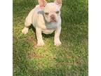 French Bulldog Puppy for sale in Auburn, AL, USA