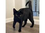 Adopt Shaun a Domestic Short Hair