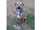 Adopt Cipher a American Staffordshire Terrier