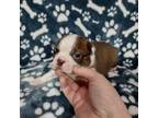 Boston Terrier Puppy for sale in Catawba, NC, USA