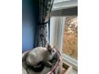 Adopt Bentley a Siamese