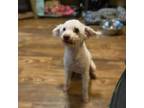 Adopt Mr.Bean a Poodle, Mixed Breed