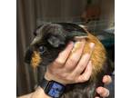 Adopt Stewie a Guinea Pig