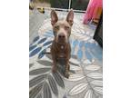 Adopt Asher a Pit Bull Terrier, Weimaraner