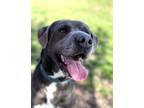 Adopt Bobby a Labrador Retriever, Bull Terrier