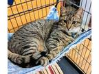 Adopt Jupiter a Tabby