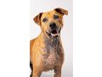 Adopt Mickey a Terrier