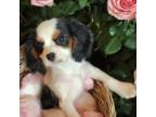 Cavalier King Charles Spaniel Puppy for sale in Neosho, MO, USA