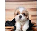 Shih Tzu Puppy for sale in San Francisco, CA, USA