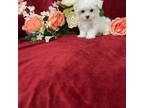 Maltese Puppy for sale in Newark, NJ, USA