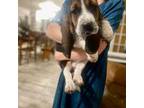 Basset Hound Puppy for sale in Kingston, ID, USA