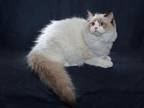 Young Female Proven Ragdoll