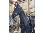 TWH Mare - Show/Trail/Breed