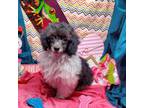 Poodle (Toy) Puppy for sale in Vinemont, AL, USA