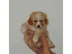 Cavapoo Puppy for sale in California, MO, USA